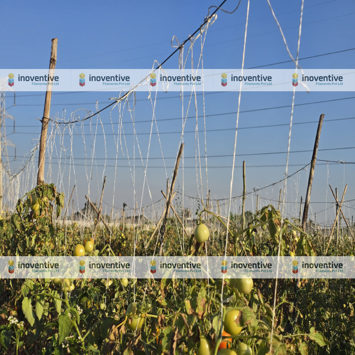 Agrosia PET Wire for Tomato Farming | 3mm Virgin PET Wire for Stronger Tomato Trellising